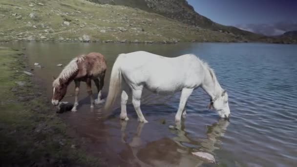 Vue statique des chevaux buvant de l'eau du lac Ayous dans les Pyrénées en France par une journée ensoleillée. — Video