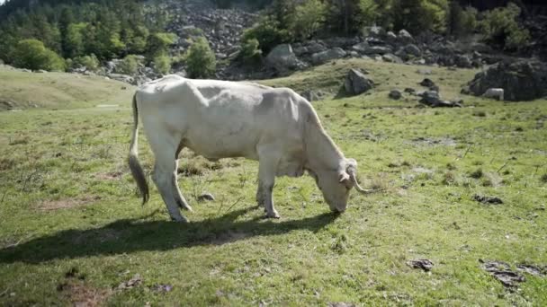 Prise de vue statique d'une vache broutant dans la prairie d'herbe verte sur le terrain montagneux des Pyrénées en France par une matinée ensoleillée. — Video