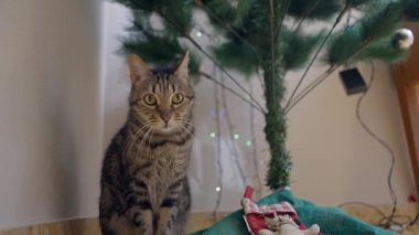 Noel ağacının altında oturan sevimli çizgili evcil kedi. Kapat.