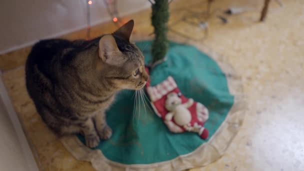 Um gato cinzento do Tabby senta-se calmamente debaixo de uma árvore de Natal olha para cima e sobe a parede. - Tiro de ângulo alto — Vídeo de Stock