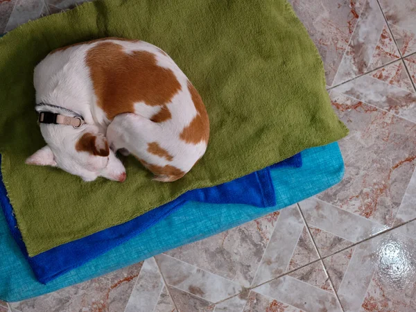 Un perro mestizo durmiendo en su cama en el suelo junto a su dueño que está trabajando. — Foto de Stock