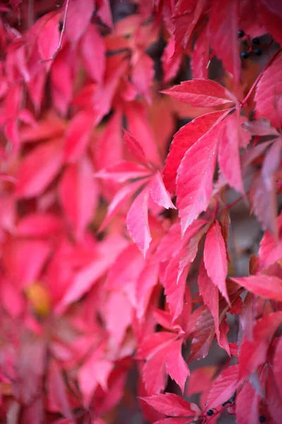 Wallpaper of red-colored leaves of a climbing plant — 스톡 사진