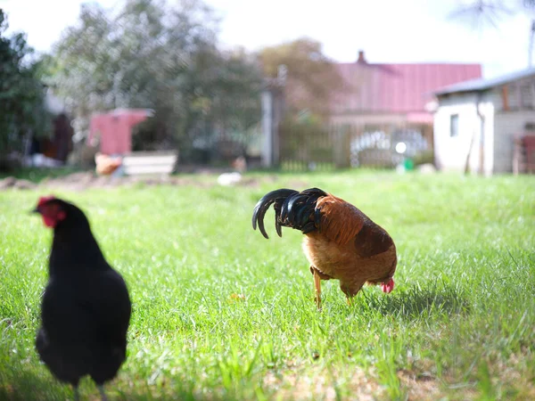 Rooster pecking the ground next to a hen in the yard of a house — 스톡 사진