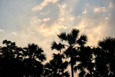 Bangkok, Tayland 'da gün batımında palmiye ağaçlarının silueti