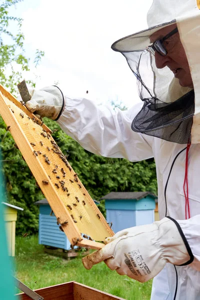 Vertical Photo Beekeeper Checking Honey Production Some Bees — ストック写真