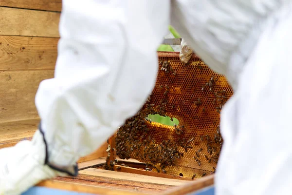 Beekeeper Protective Clothes Placing Panel Artificial Hive — ストック写真