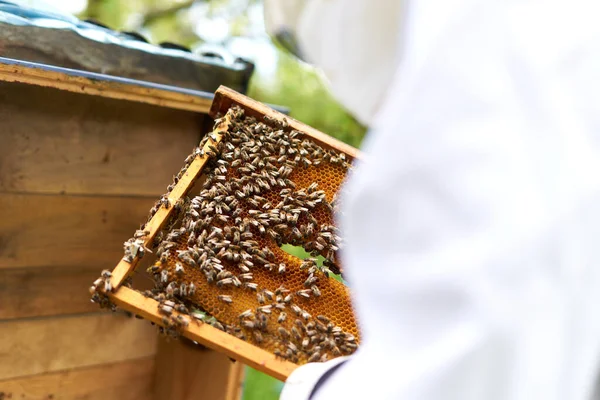 Beekeeper Protective Gear Holding Artificial Bee Hive Full Bees — ストック写真