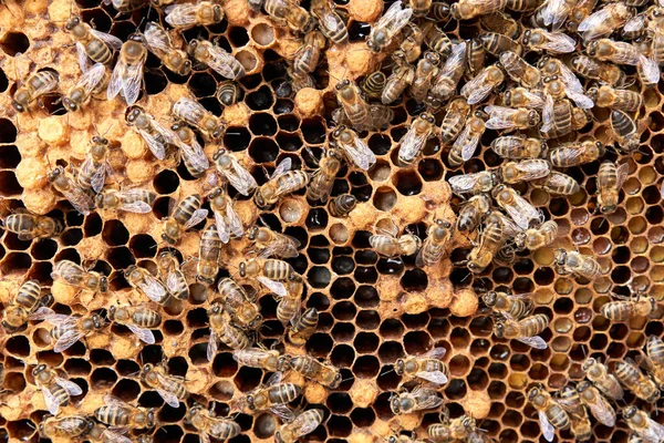 Close Photo Many Bees Hive Honey — ストック写真