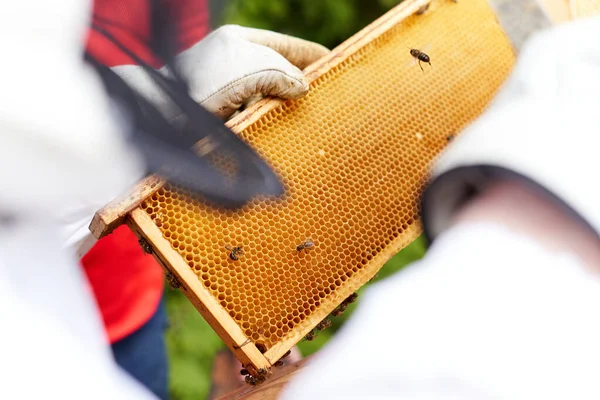 Focus Panel Beehive Hands Beekeeper — Stock Fotó