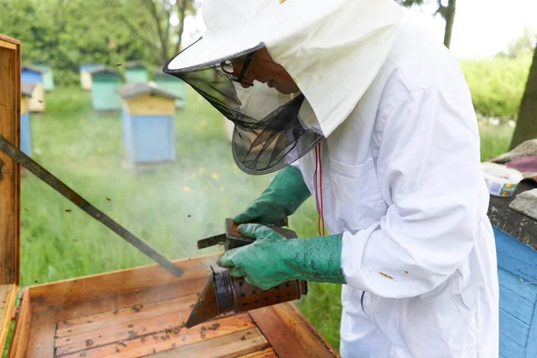 Beekeeper wearing gloves throwing smoke in an artificial bee nest to scare the bees