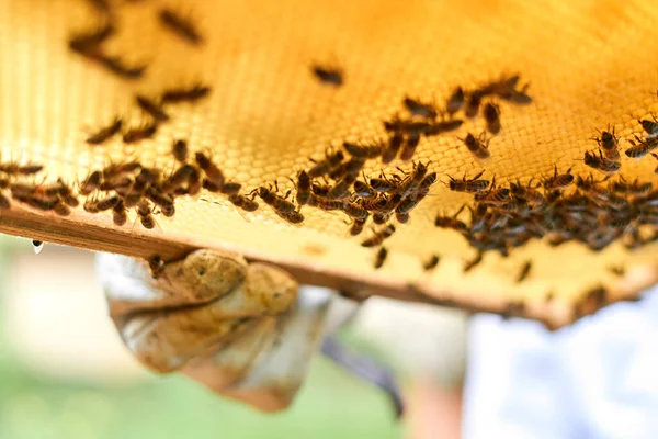 Low Angle View Gloved Hand Beekeeper Holding Bee Hive — ストック写真