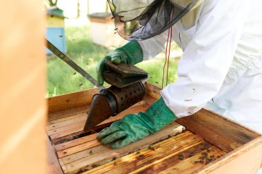 Arıcı koruyucu giysiler giyiyor. Arı kovanına geleneksel bir yöntemle duman atıyor.
