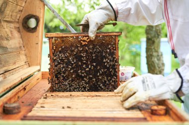 Cropped photo of the hands of a beekeeper controlling the production of a beehive
