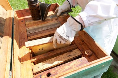 Bir arı kovanı kovanının bal üretimini kontrol eden bir arı yetiştiricisinin fotoğrafını kapat.