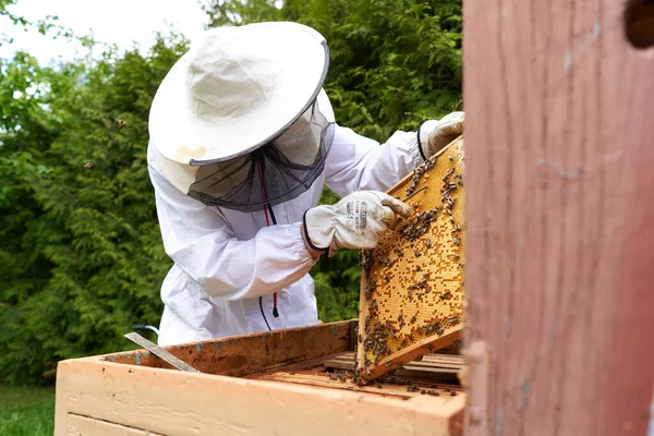 Worker Protective Suit Taking Honey Panel Artificial Bee Hive Farm — ストック写真