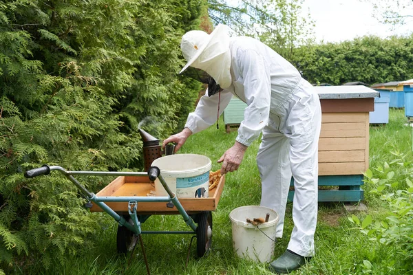 Portret Pszczelarza Pracującego Taczce Gospodarstwie — Zdjęcie stockowe