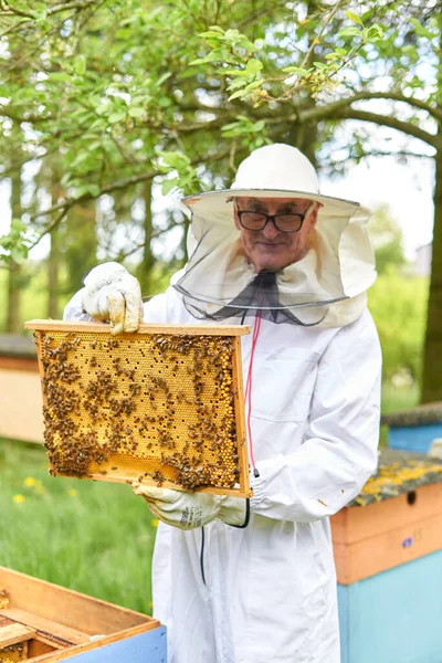 Vertical Photo Old Beekeeper Holding Panel Artificial Bee Hive Rural — ストック写真