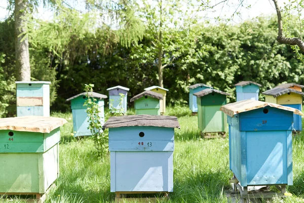 Garden Raw Beehives Sunny Day Poland — ストック写真