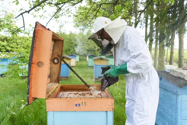 Pszczelarz Wrzuca Dym Sztucznego Gniazda Pszczół Wystraszyć Pszczoły Wydobyć Miód — Zdjęcie stockowe