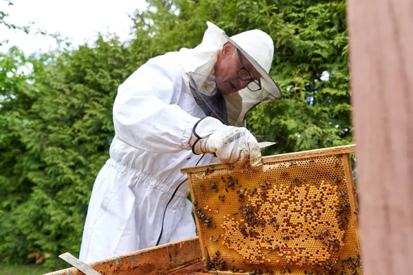 Aged Beekeeper Removing Honey Artificial Bee Hive Farm — ストック写真