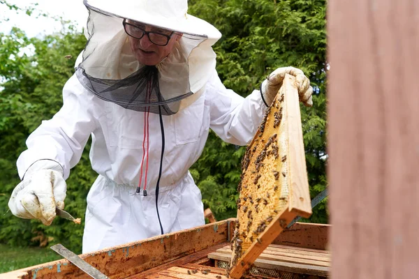 Worker Protective Suit Removing Honey Panel Artificial Beehive Farm — ストック写真