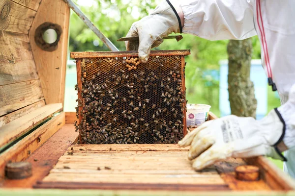 Cropped Photo Hands Beekeeper Controlling Production Beehive — ストック写真