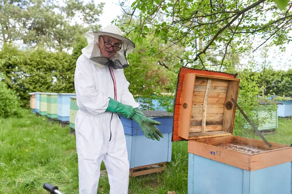 Aged Beekeeper Putting Latex Gloves Protect Himself Bees While Working — Photo