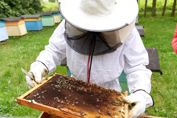 Beekeeper Holding Plate Hive Bees Looking Honey Production — ストック写真