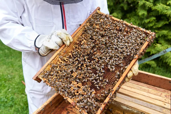 Beekeeper Holding Panel Artificial Bee Hive Full Bees — ストック写真