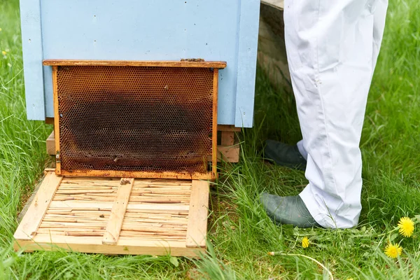 Cropped Photo Legs Beekeeper Panel Artificial Bee Hive — ストック写真