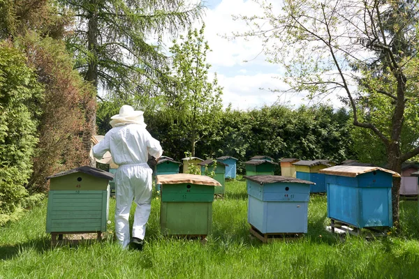 Back Beekeeper Walking Small Houses Hives Producing Bees — ストック写真