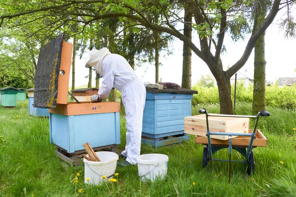 Pszczelarz Noszący Sprzęt Ochronny Pracujący Sztucznym Ulu Pszczół — Zdjęcie stockowe