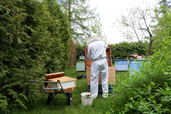 Back Man Standing While Working Honey Production Farm — Photo