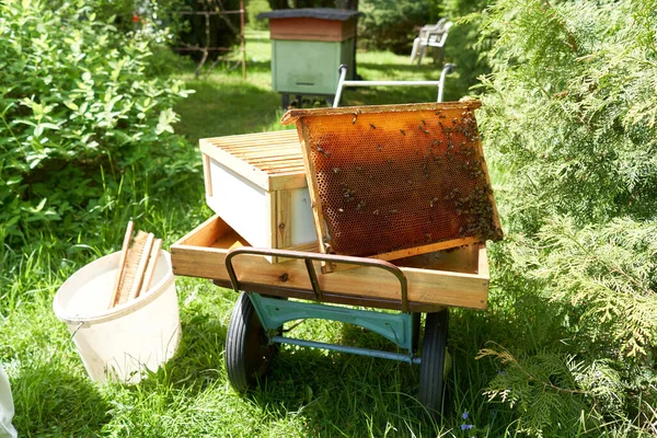 wheelbarrow with tools to remove honey from a panel of an artificial hive above it in a garden
