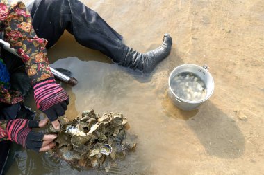 Ko Phangan, Tayland, 15 Mart 2022: Hayatta kalmak için denizden istiridye toplayan birinin üst görüntüsü