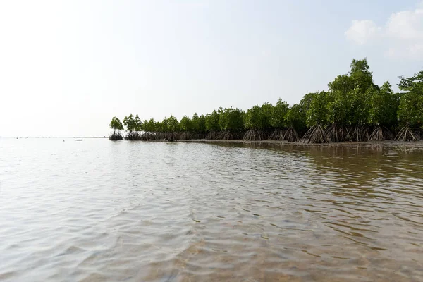 Phangan Thailand March 2022 Panoramic View Mangrove Tropical Plants — 스톡 사진