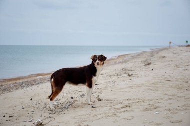 Köpek kış kumsalında duruyor. Deniz manzaralı kış manzarası. Azov denizi