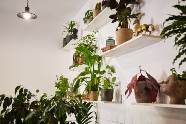 Farklı ev bitkileriyle aydınlık ve modern iç mekan. Eko biçimi