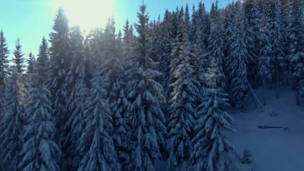 Drohne Fliegt Über Nebelmeer Winterbergen Sonniger Tag Den Schneebedeckten Karpaten — Stockvideo