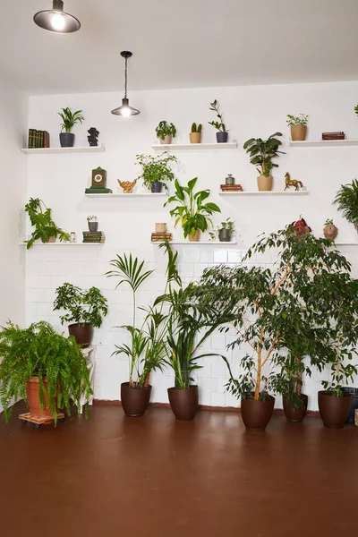 異なる家庭の植物と光と近代的なインテリア エコスタイル — ストック写真