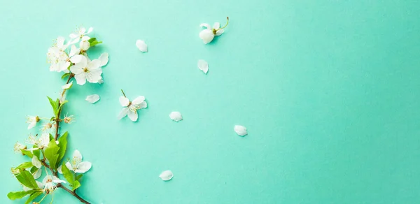 Kiraz çiçeği dallarıyla bahar turkuazı arka planı. Mavi masaüstü. Üst manzara, çerçeve. Boşluğu kopyala