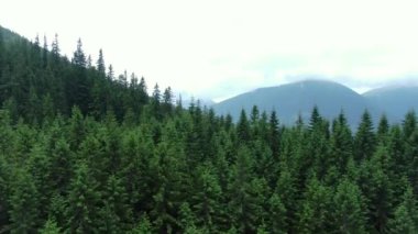 Drone view of coniferous forest and mountains Carpathian mountains. Gorgany.