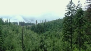 A drone flies between the trees in the mountain forest. Carpathian mountains. Gorgany.
