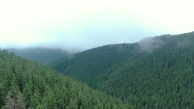Drone shot of evergreen forests of the Carpathian moutains. Gorgany.