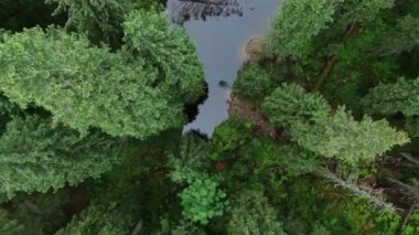 Aerial  view of Arshytsia moutain lake in Carpathian mountains. Gorgany.