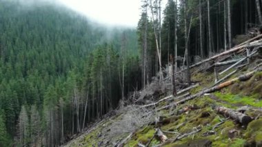 Terrible deforestation on a background of dense green forest. Drone shot. Carpathian mountains. Gorgany.