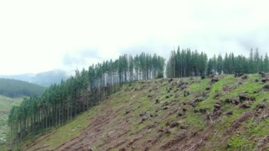 Dron shot of the terrible deforestation in the Carpathian Mountains. Environmental disaster. Gorgany.