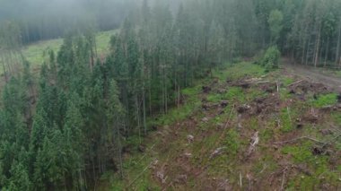 Dron shot through the clouds of the terrible deforestation in the Carpathian Mountains. Environmental disaster. Gorgany. 