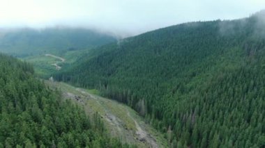 Dron shot of the terrible deforestation in the Carpathian Mountains. Environmental disaster. Gorgany.