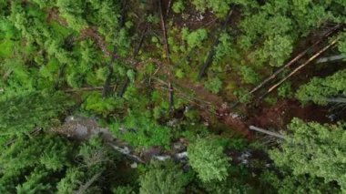 Drone shot of the mountain spring in the forest. Carpathian mountains. Gorgany.